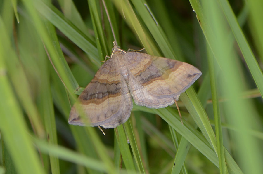 Scotopteryx chenopodiata da conf.